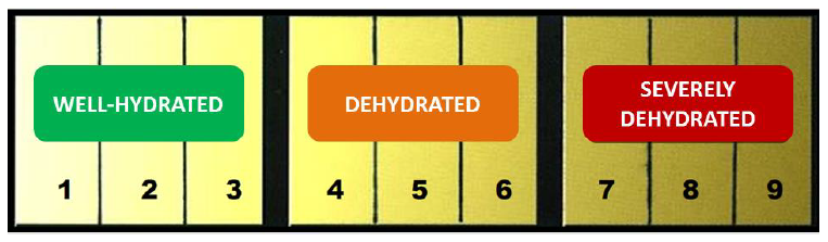 Urine chart.png